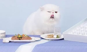 Furrytail尾巴生活