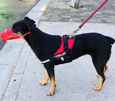 lovabledog道格宠物用品